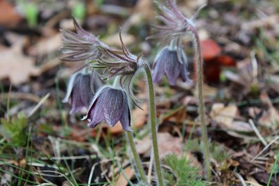 Pulsatila pratensis bohemica - koniklec luční český